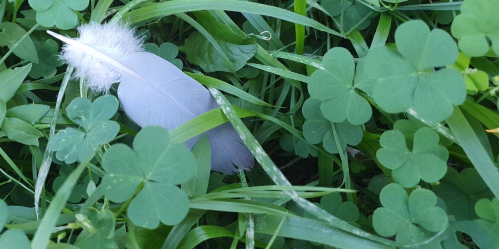 Plume duveteuse tombée parmi les herbes et les trèfles
