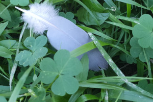 Plume duveteuse tombée parmi les herbes et les trèfles